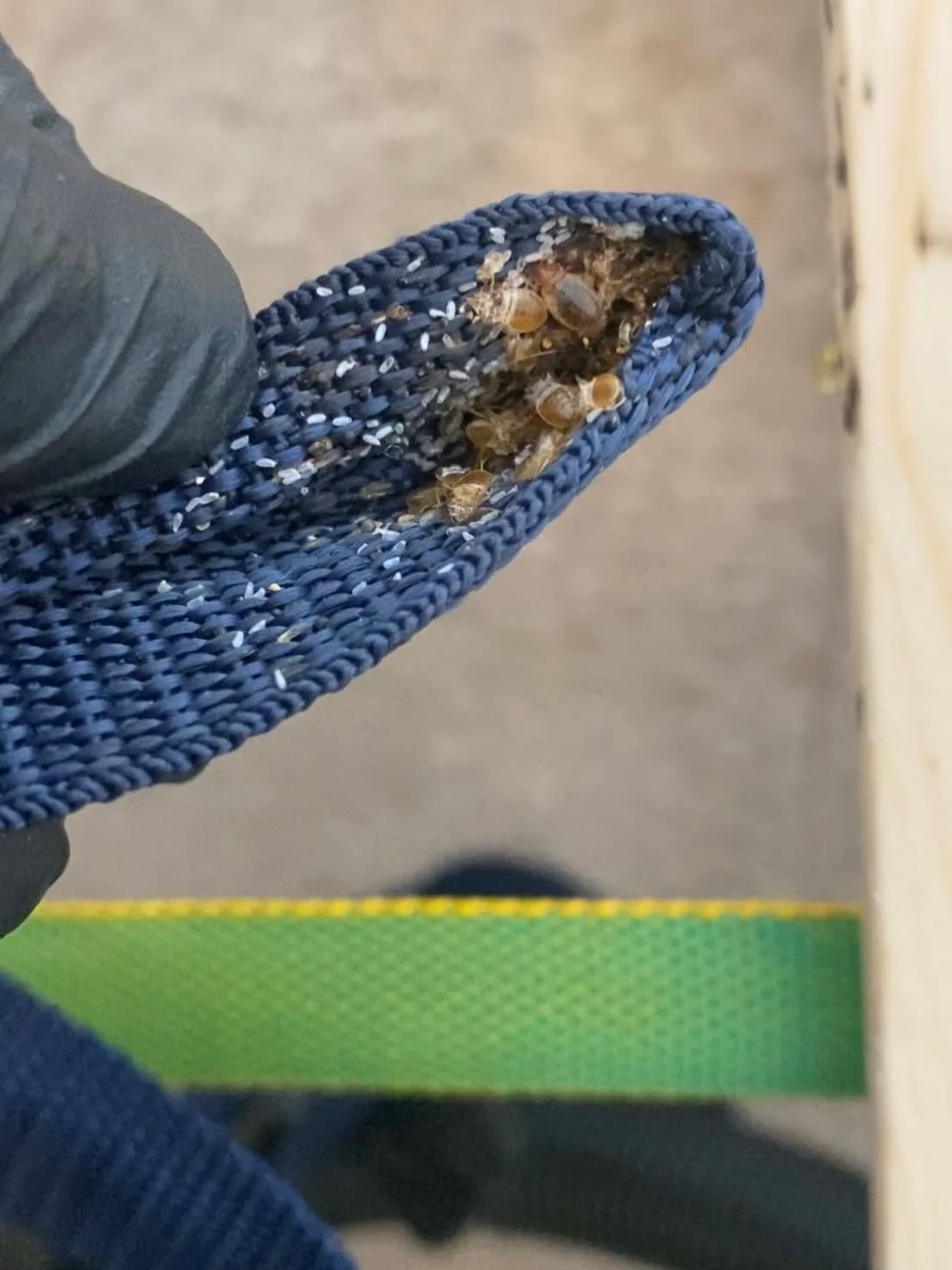 Finding breeding/harbourage sites when treating for insects like bedbugs is vital, aimlessly spraying insecticide will lead to failed treatments and callbacks 🫡 

#bedbugs #pestcontrol #xtlpestcontrol #insects