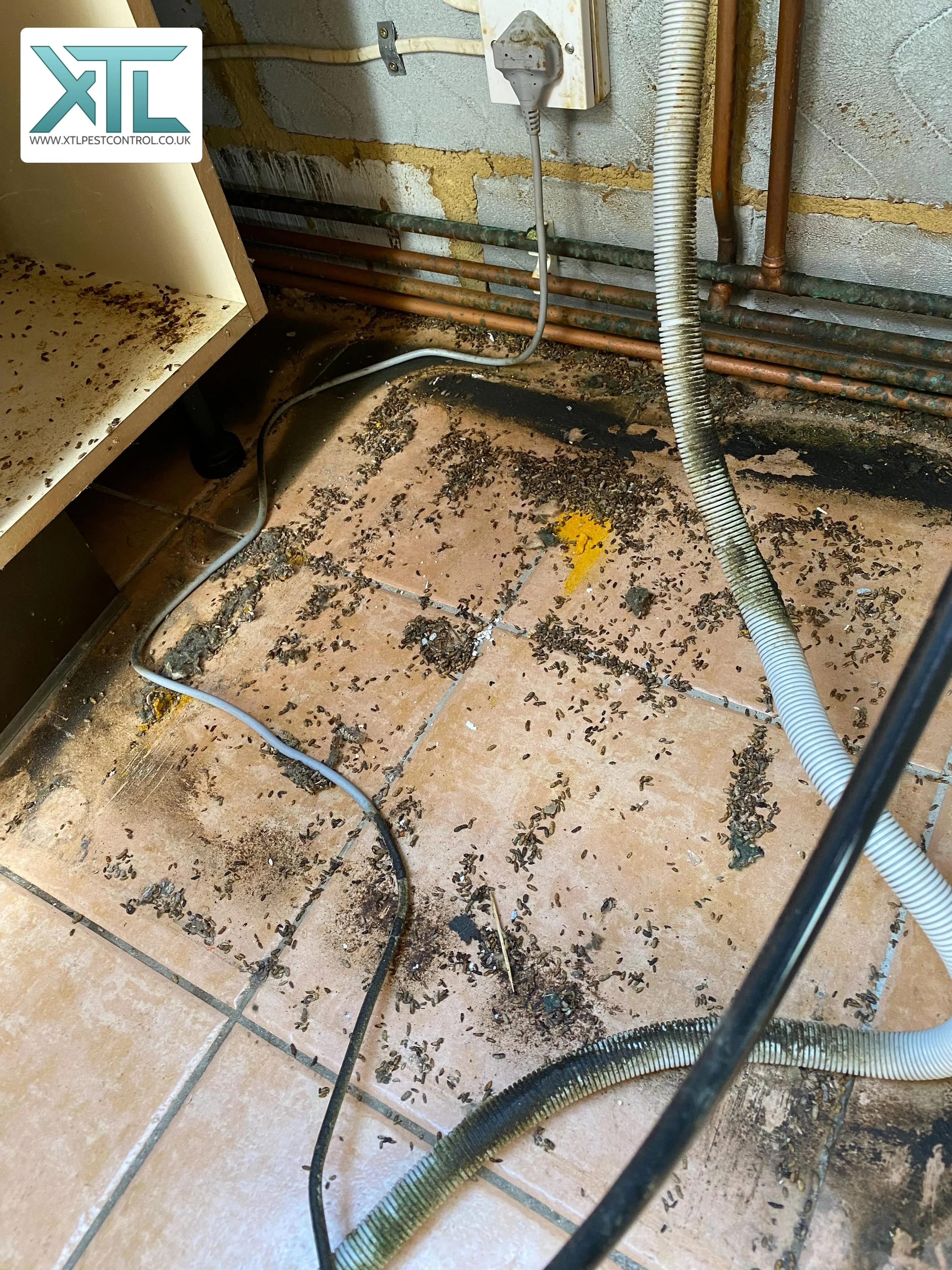 An elderly couple had been finding droppings in the living room but decided not to take action as they thought it was just the one mouse and it didn&rsquo;t cause them any bother, what they didn&rsquo;t realise is there was a very heavy infestation. 