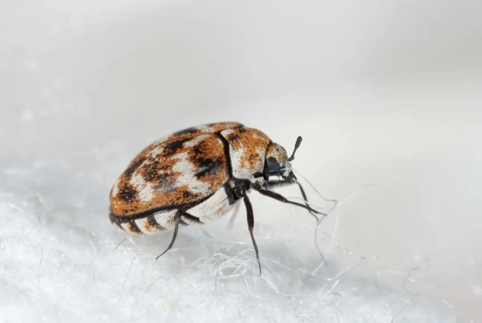 BPCA-trained pest control technician applying carpet beetle treatment in Hertfordshire home”