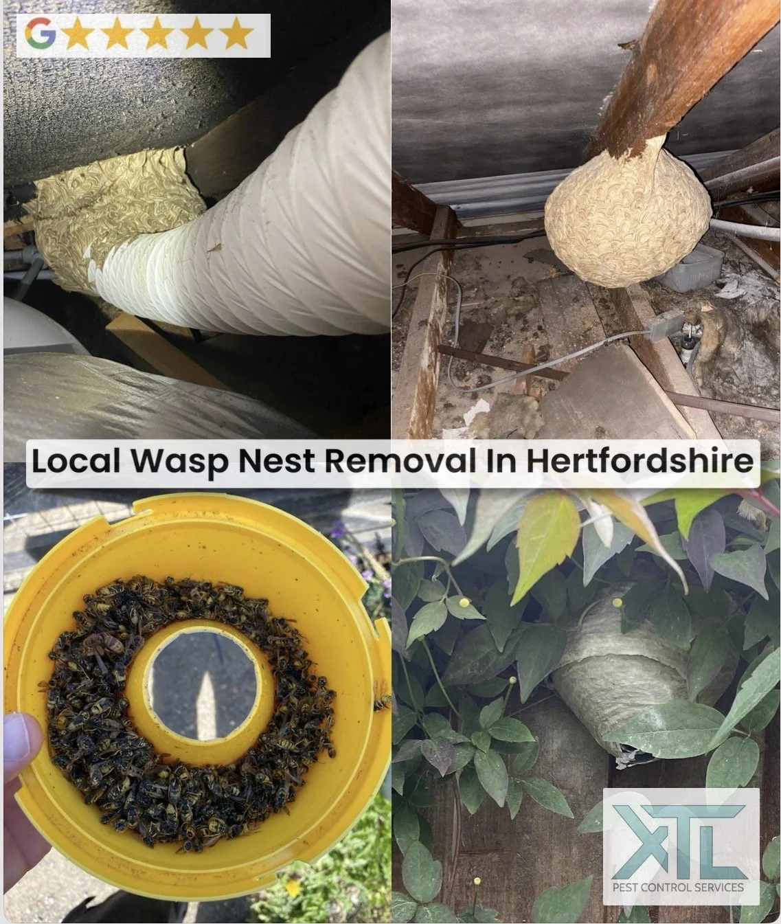 local wasp nest removal in st albans, stevenage, hemel hempsted, watford, hertfordshire
