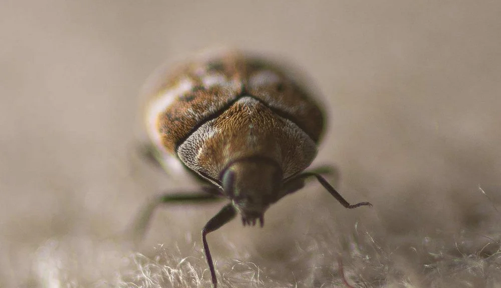 a carpet beetle in a hertfrodshire home