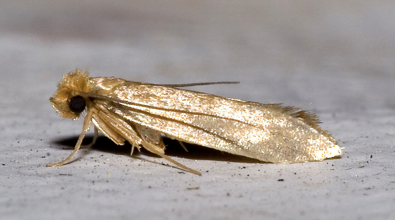 Moth removal hertfordshire