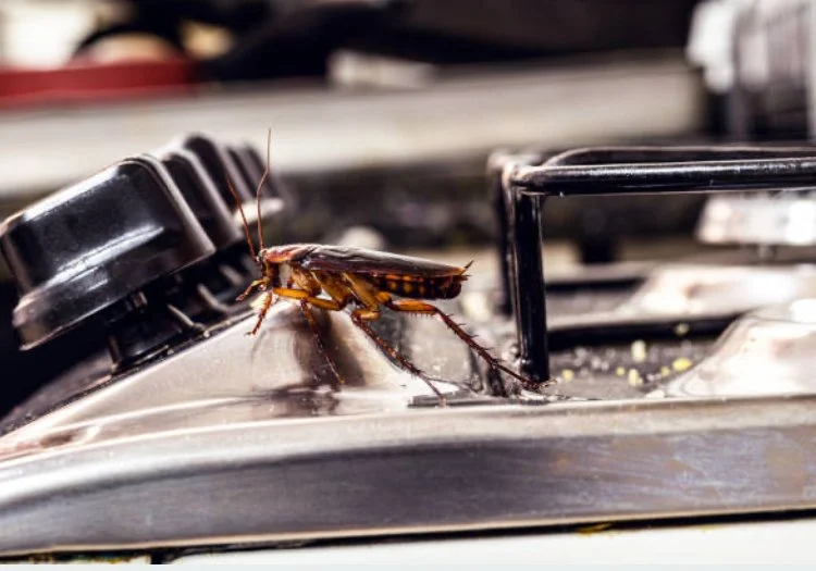 Cockroach in kitchen hertfordshire