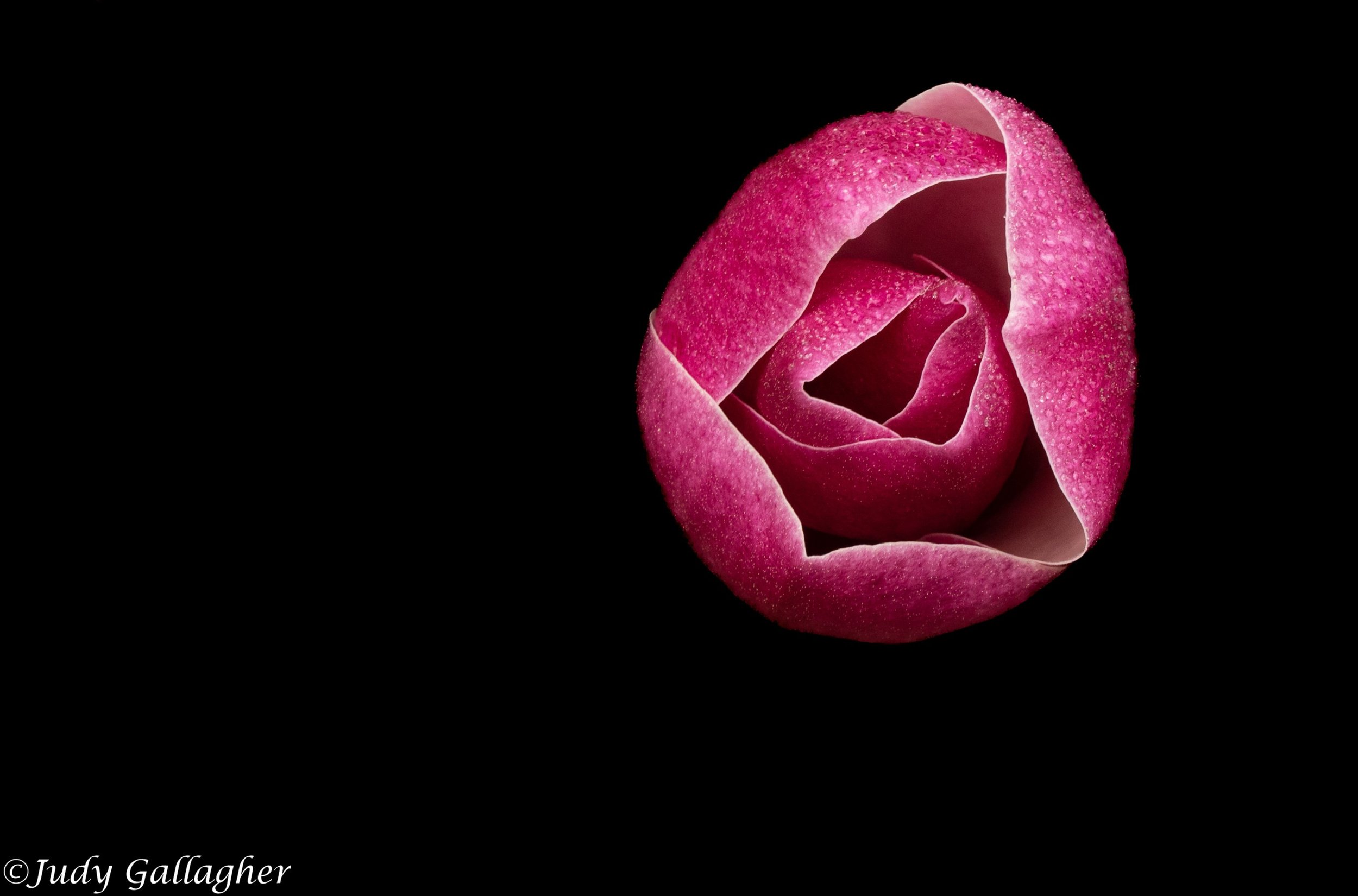 “Lone Magnolia”, photography. 11 in x 14 in