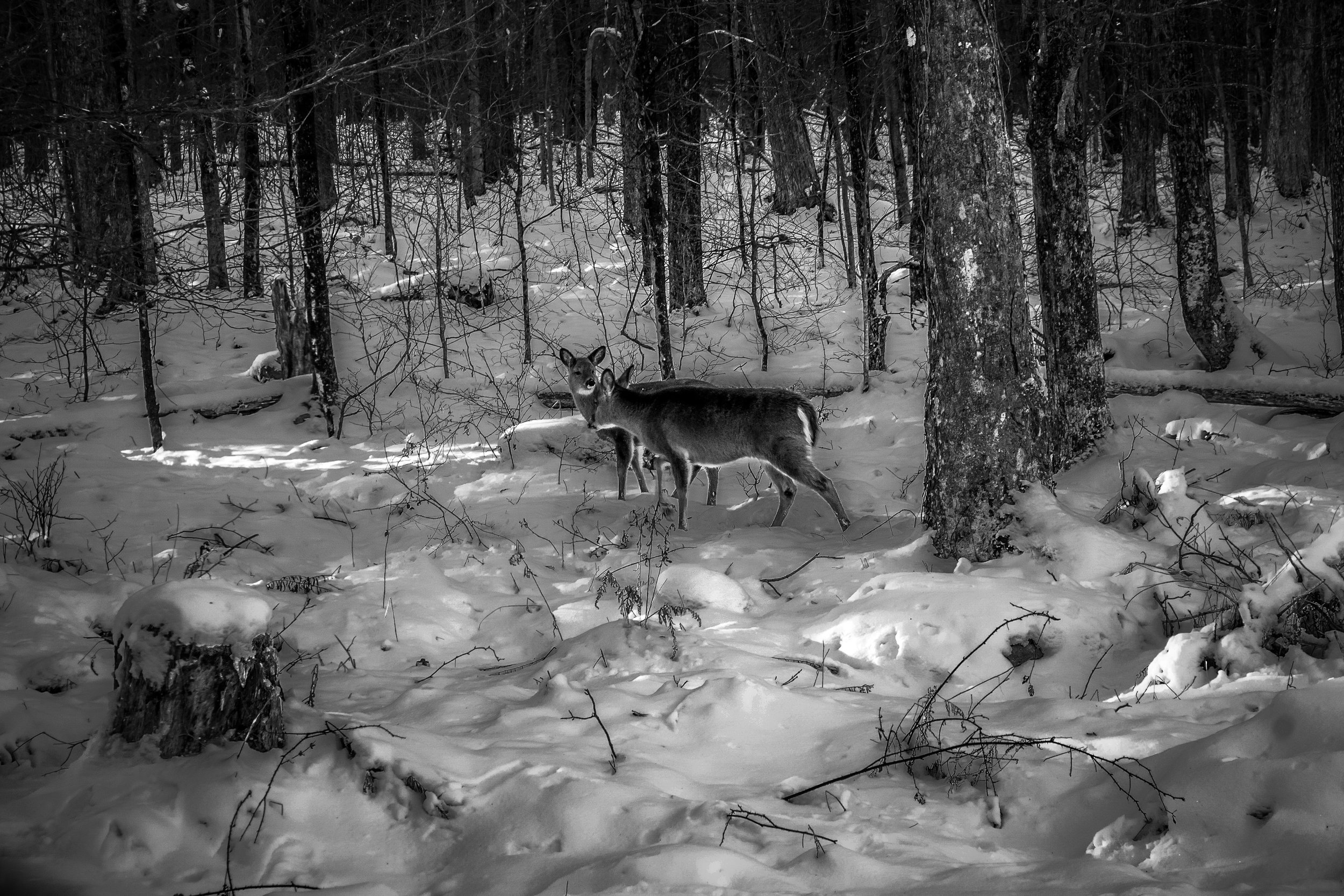"Snowbound Companions" by Rediscovered Lens. Photography. Location: Greentown, PA
-
Website: http://instagram.com/rediscoveredlens/