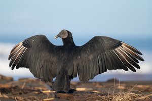 Brian Beamer -

Superior, Colorado. "Black Vulture Wings" 
Photography
20 x 16 in