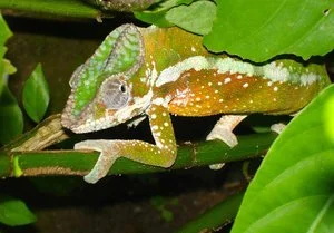 Karen Safer - 

Playa del Rey, California. "Amazonian Shy Lizard" 
Photography - Archival Pigment Print
20 x 14 in
