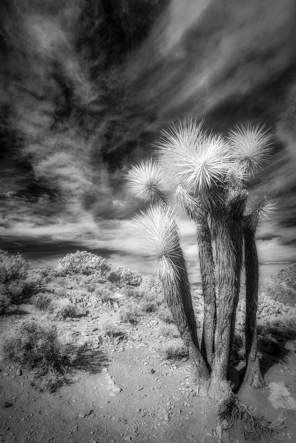 "Seussian Sky," 12in x 18in, Archival Pigment, Infrared Photography