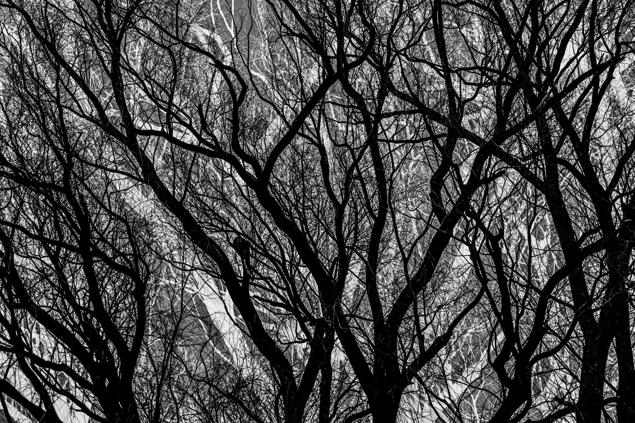 John McCluskey -
Connecticut. 
“Branches”
Photography
10 x 8 in