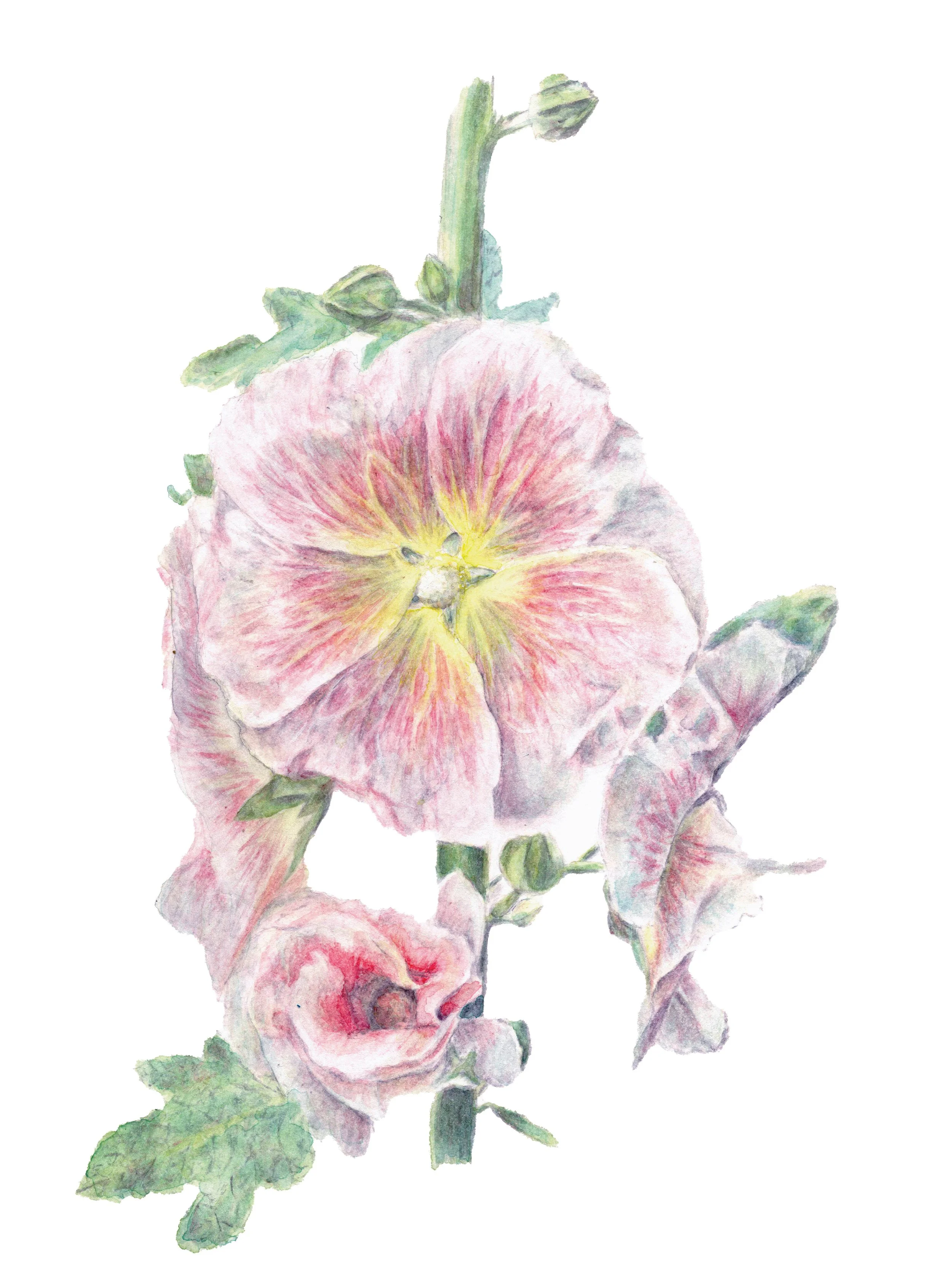 “ROSE TRÉMIÈRE”, 2025 BY KELANIE
CHAPDELAINE
8 IN X 10 IN, WATERCOLOR
-
LOCATION: FRONTENAC, QUEBEC (CANADA)
HTTPS://WWW.ILLUSTRATIONBOTANIQUE.COM