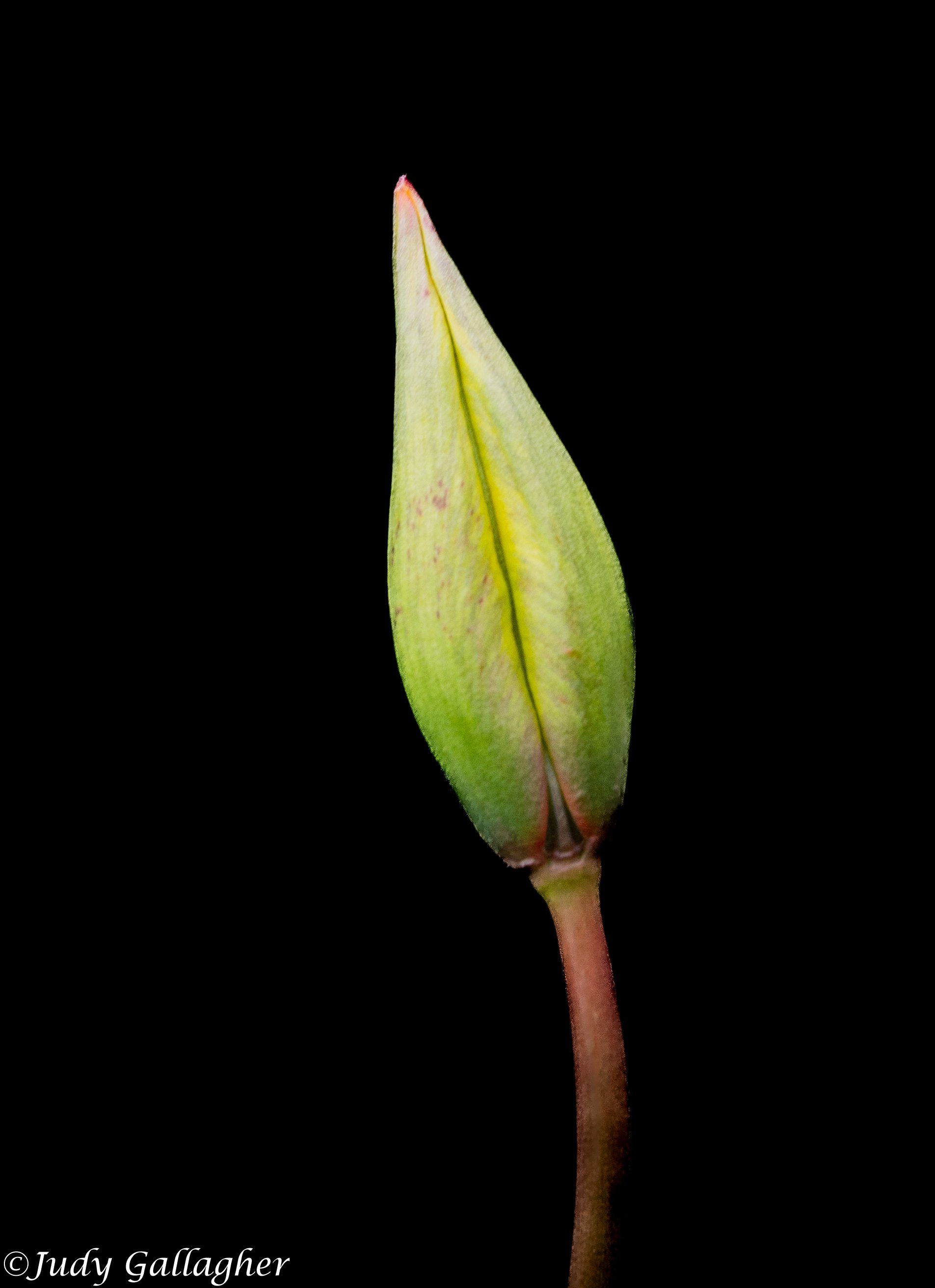 “Lotus Flower Bud", photography. 11 in x 14 in 