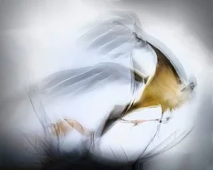 Arthur E. Jacoby - 

Florida.
"Touch" 
Photograph on Metal
30 x 26 in