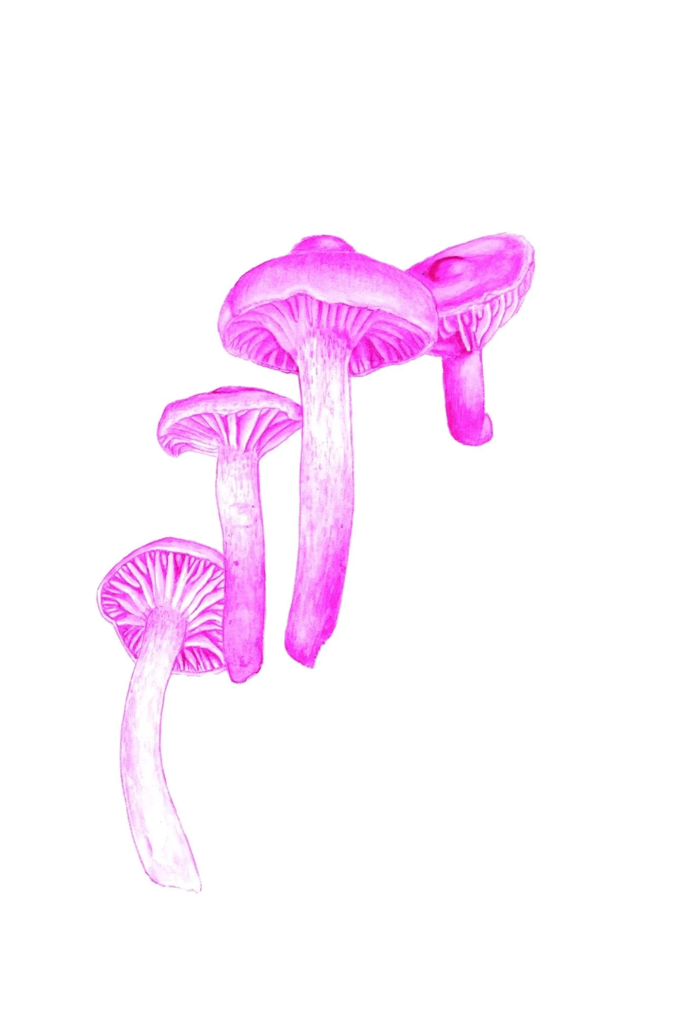 “CHAMPIGNON MAGENTA”, 2025 BY KELANIE
CHAPDELAINE
7 IN X 10 IN, GOUACHE
AVAILABLE FOR PURCHASE: $300
-
LOCATION: FRONTENAC, QUEBEC (CANADA)
HTTPS://WWW.ILLUSTRATIONBOTANIQUE.COM
