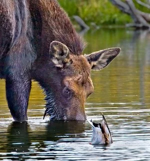 Tom Savage - 

Saginaw, Texas. “Moose & Duck Sharing Lunch" 
Digital
12 x 12.9 in