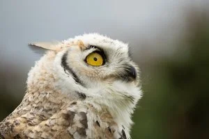 Charles Kolodner - 

Newtonville, Massachusetts. "Hoot" 
Digital Photography
36 x 24 in