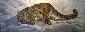 Keith Wing - 

Saugerties, New York.
"Snow Leopard on the Prowl" 
Oil on canvas
40 x 16 in