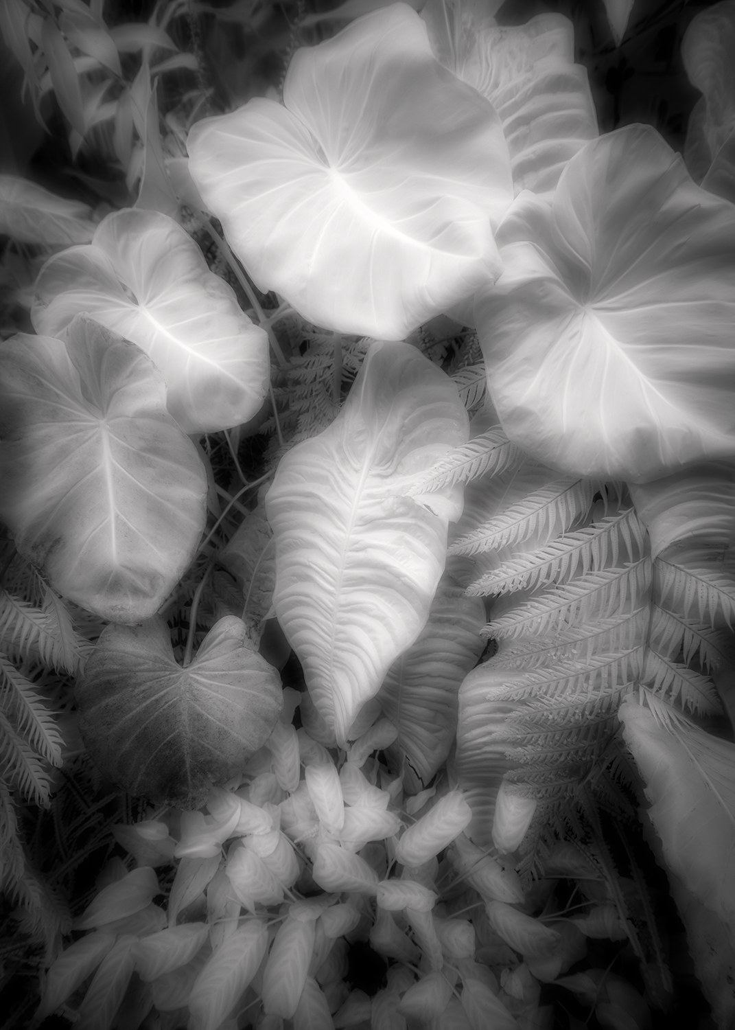 "Quiet Arrangement," 12in x 18in, Archival Pigment, Infrared Photography