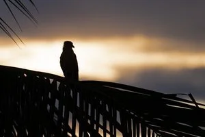 Brian Beamer -

Superior, Colorado. "Yellow Headed Caracara Sunrise Silhouette" 
Photography
20 x 16 in