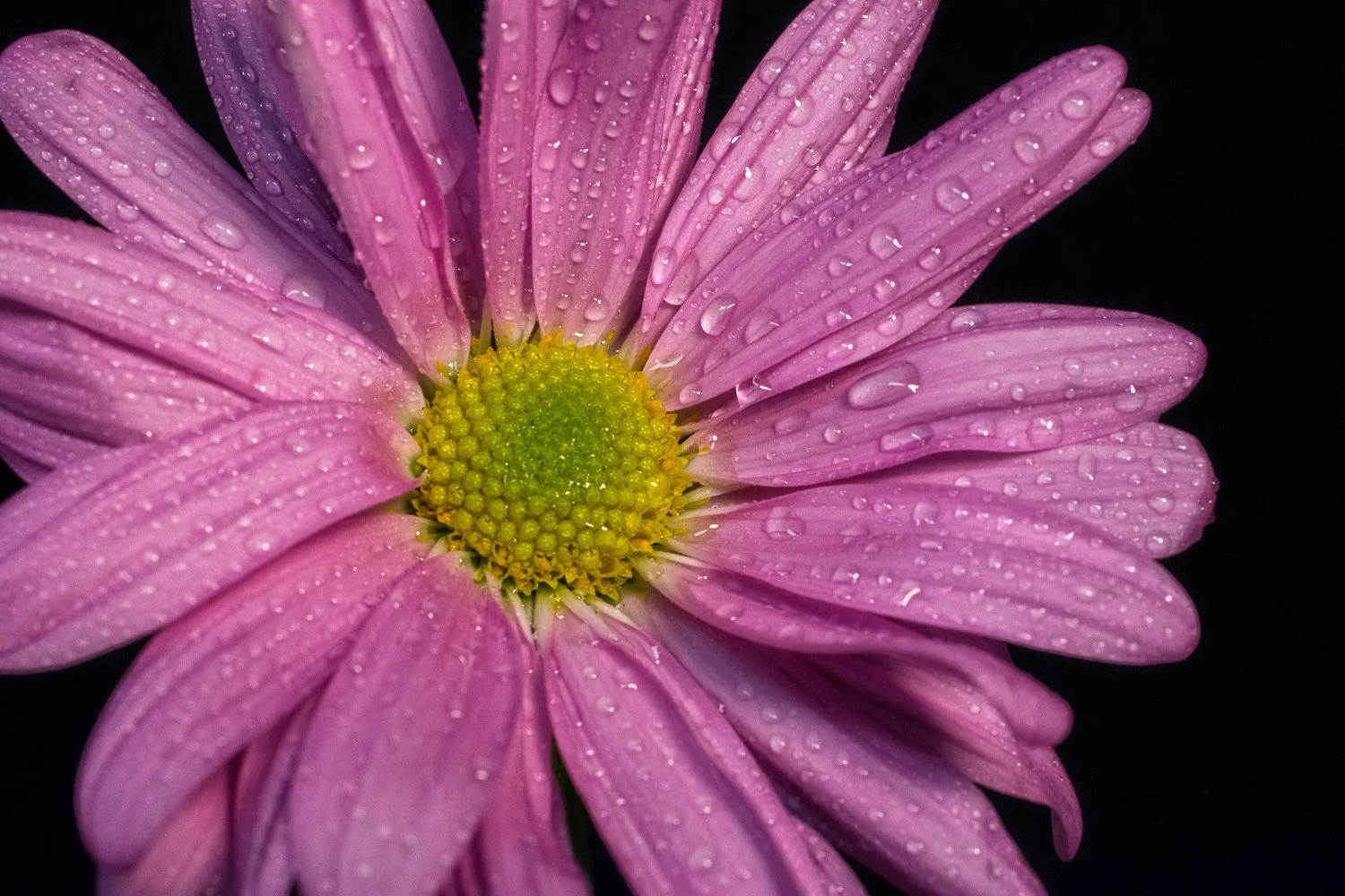 Judy Gallagher
Havertown, Pennsylvania

"Pink Gerber Daisy DSC 2878“ 2022
Photography
8 x 10 in