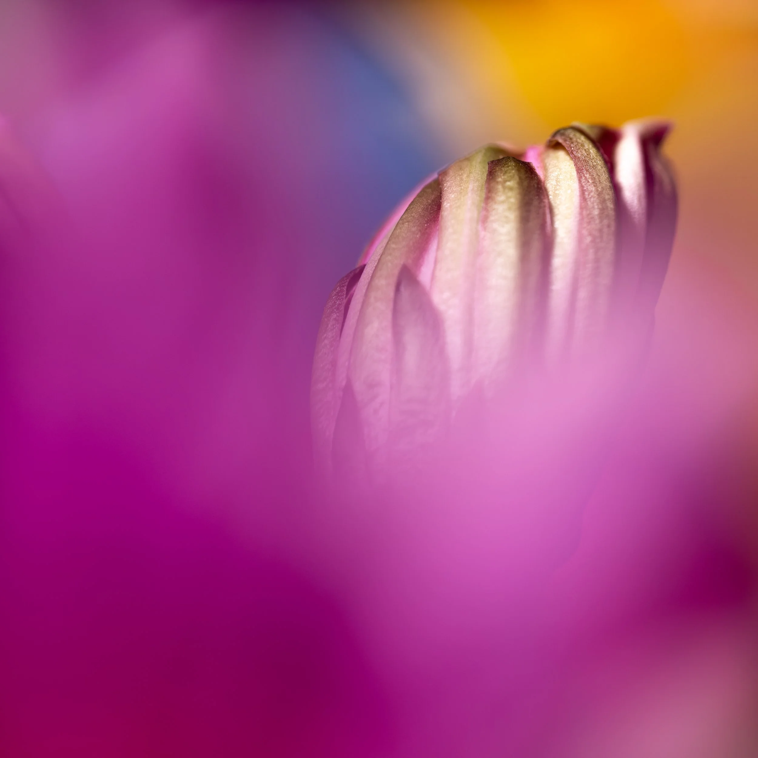 Koula Pratsis - Perth, Western Australia - 

"The Moment Colour Begins," 2023
Macro photograph
40 x 40 cm
