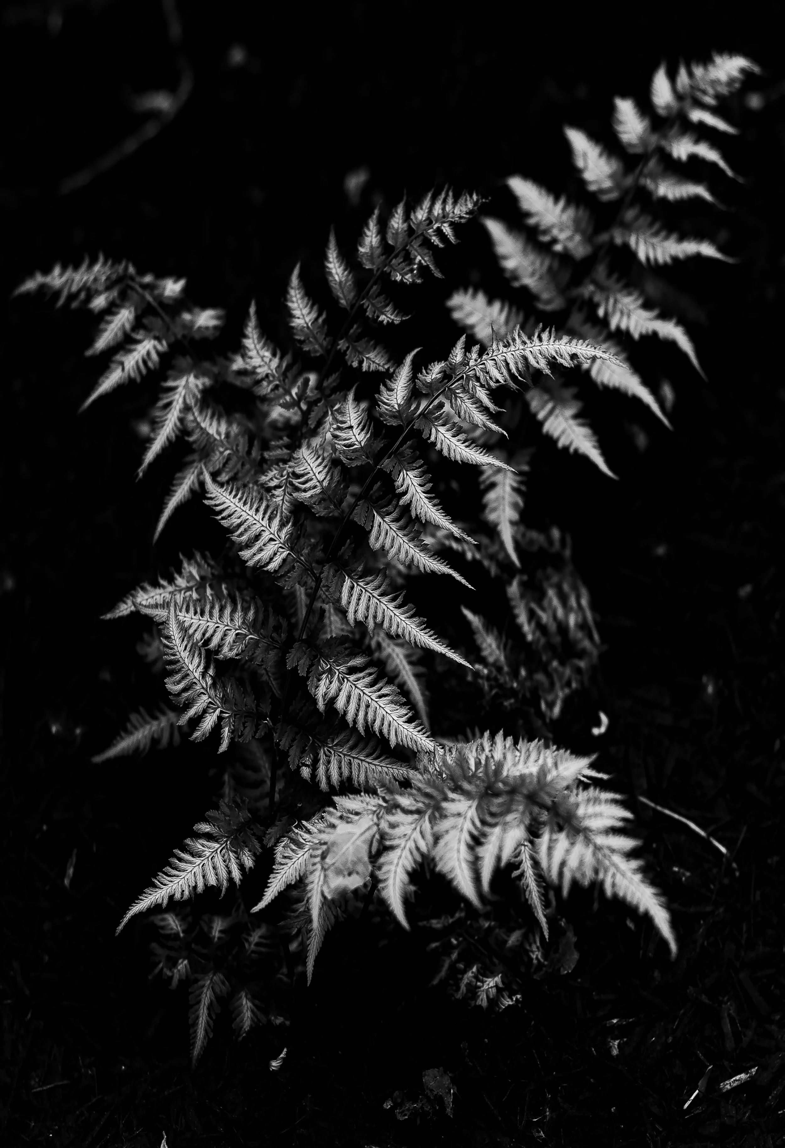 David Archibald - 
Middleport, New York. 
"Fern"
Archival print
13 x 19 in