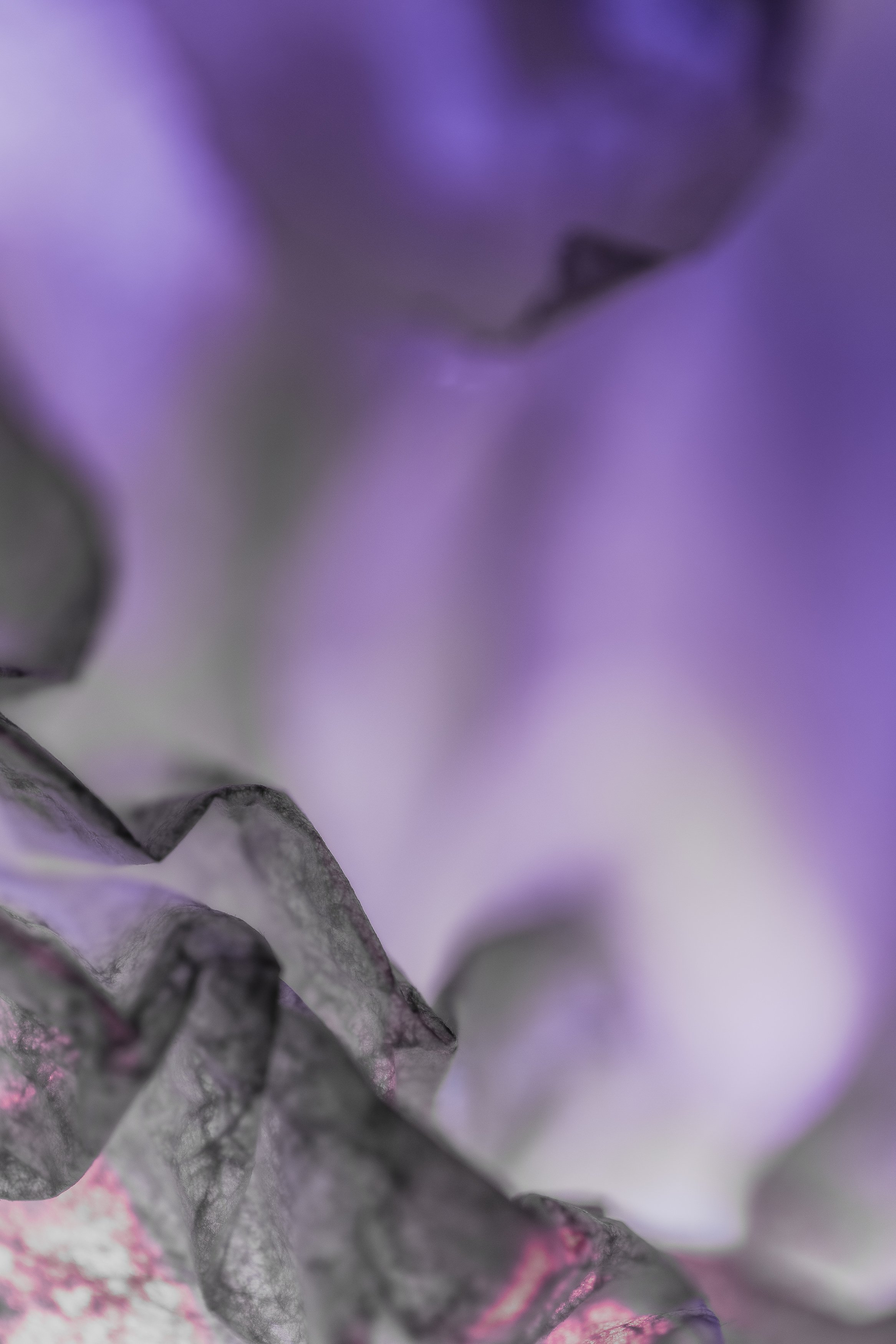 Koula Pratsis - Perth - “Dispersal of the Held Light” 
Macro photograph using translucent paper, glass and controlled chromatic illumination
60 × 90 cm
