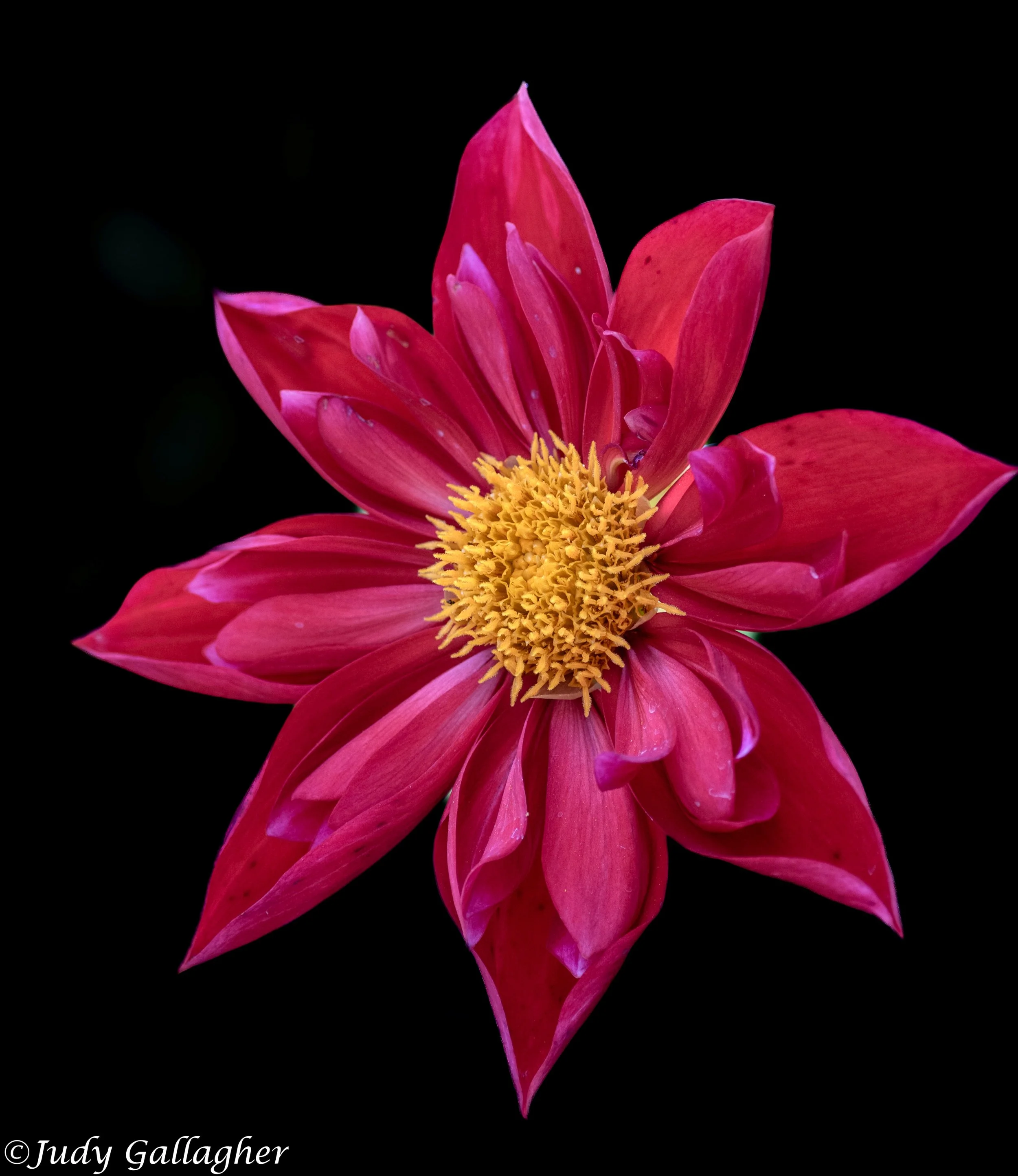 “Red Dahlia”, photography. 11 in x 14 in