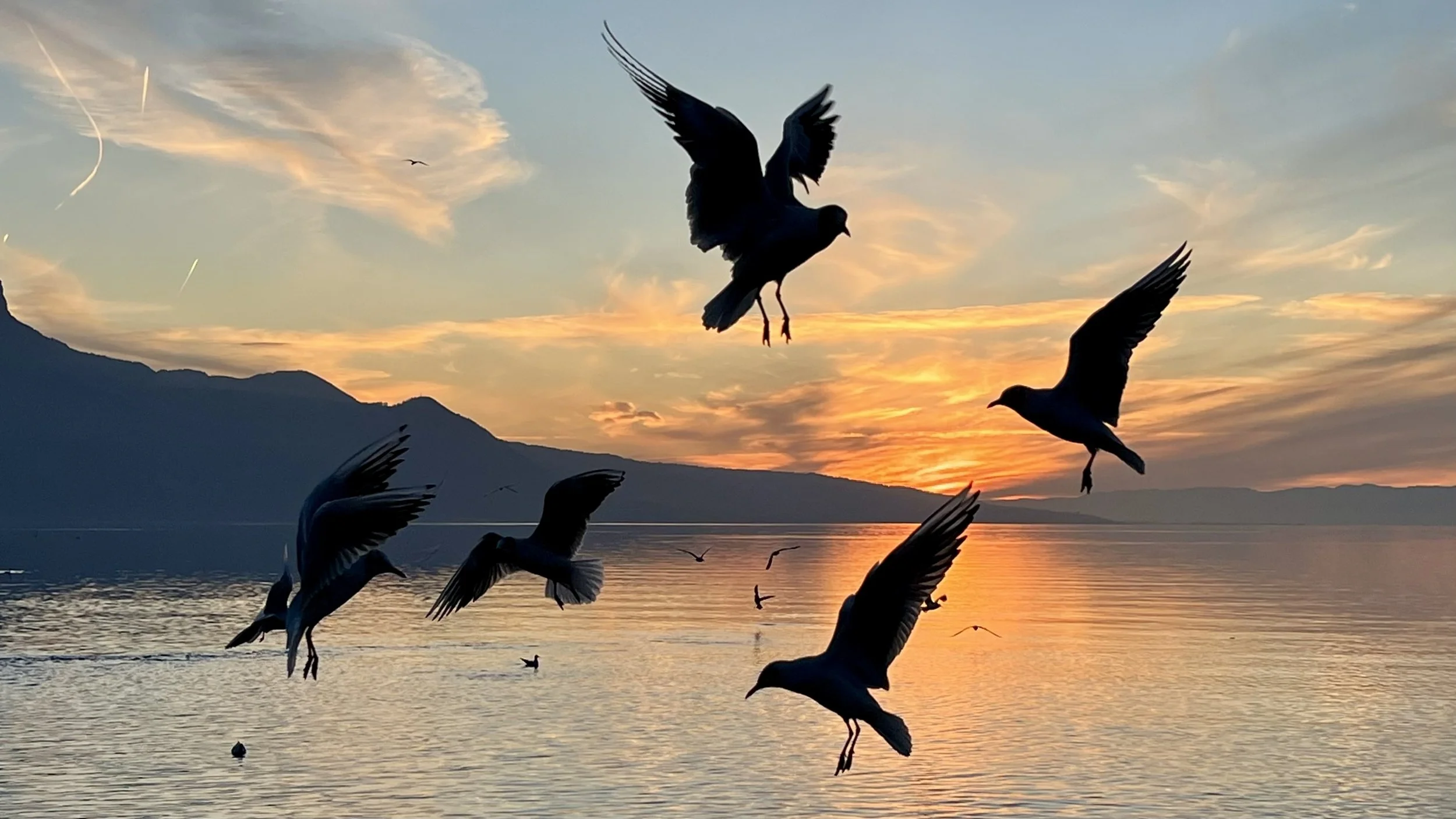 Brigitte B Burckhardt
Vevey, Switzerland

“The Birds,“ 2024
Digital Print
80 x 45 cm