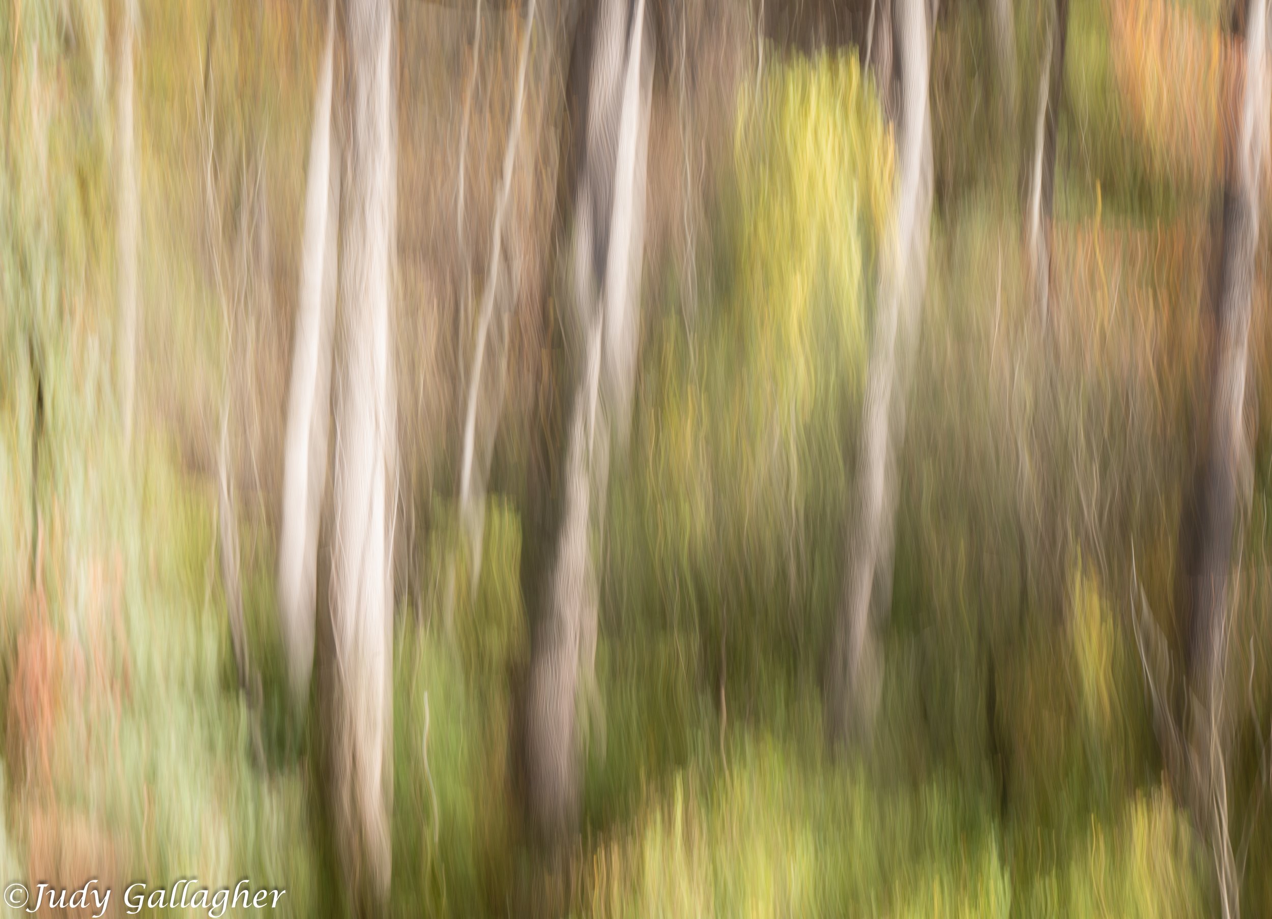 Judy Gallagher - 
Pennsylvania. 

"Trail Path" 
Photography
16 x 24 in