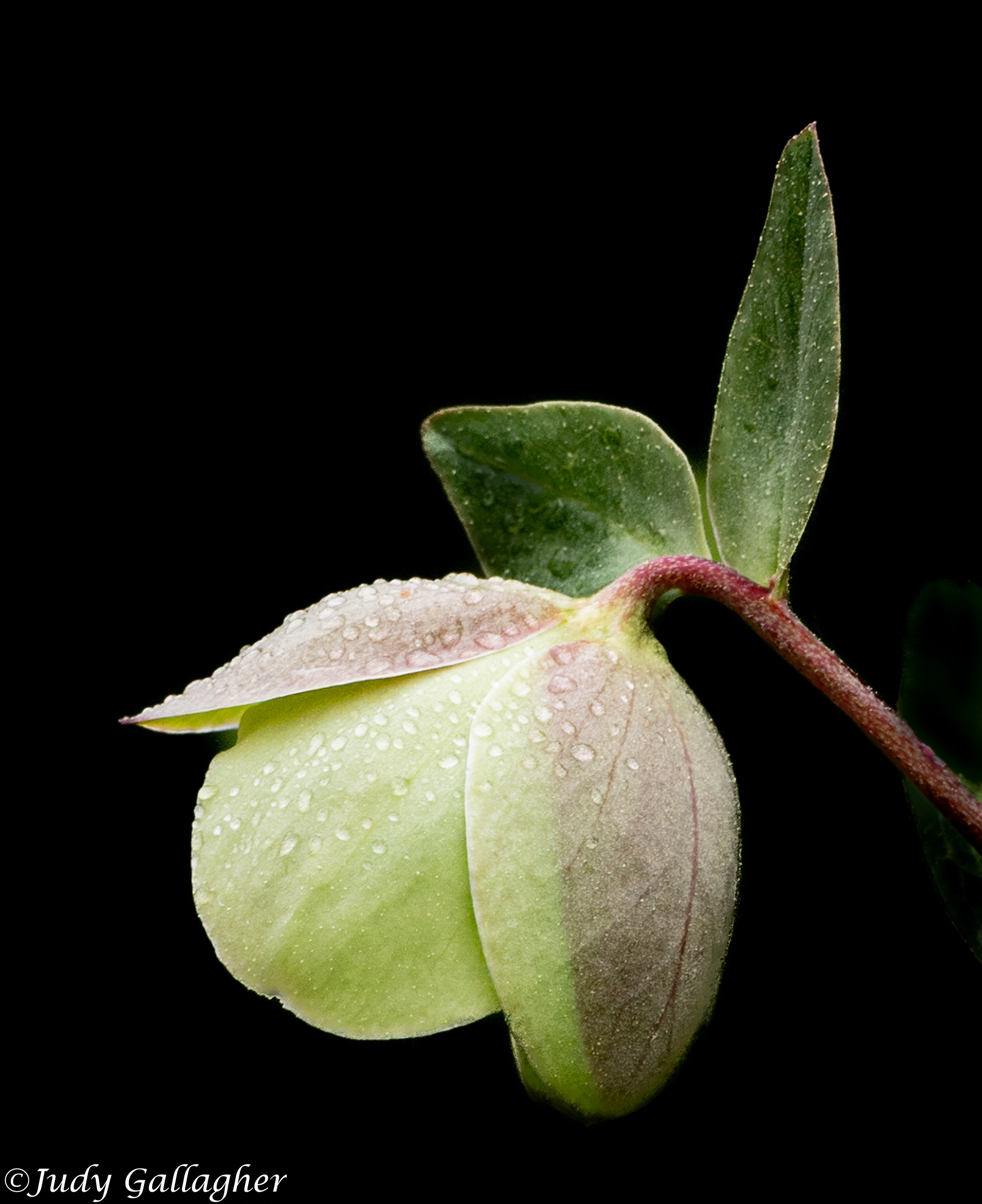 “Hellebore” photography. 11 in x 14 in