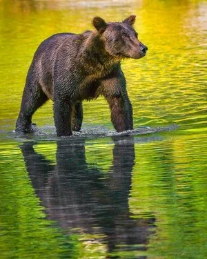 Tom Savage - 

Saginaw, Texas.  “Wading Bear" 
Digital
15.7 x 19.7 in