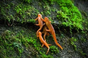 Charles Kolodner - 

Newtonville, Massachusetts. "Newts on the March" 
Digital Photography
36 x 24 in