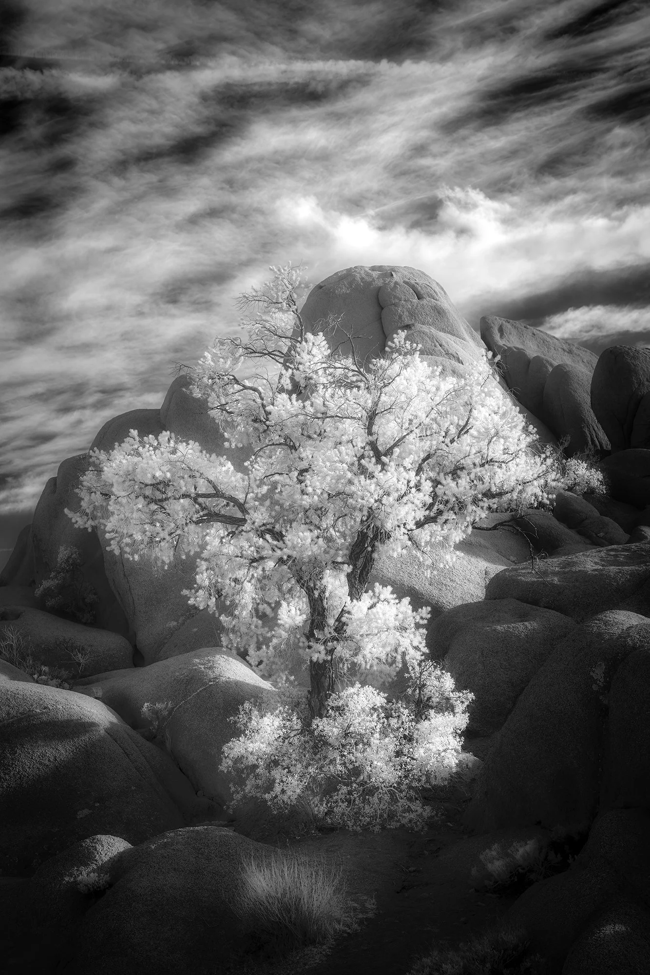 Sherri Mabe - 
Colorado. "Desert Illumination"
Archival Pigment
12 x 18 in