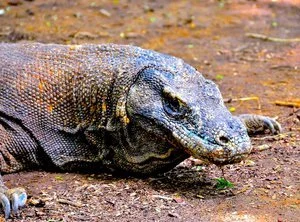 Karen Safer - 

Playa del Rey, California. "Komodo Killer Dragon" 
Photography - Archival Pigment Print
20 x 15 in