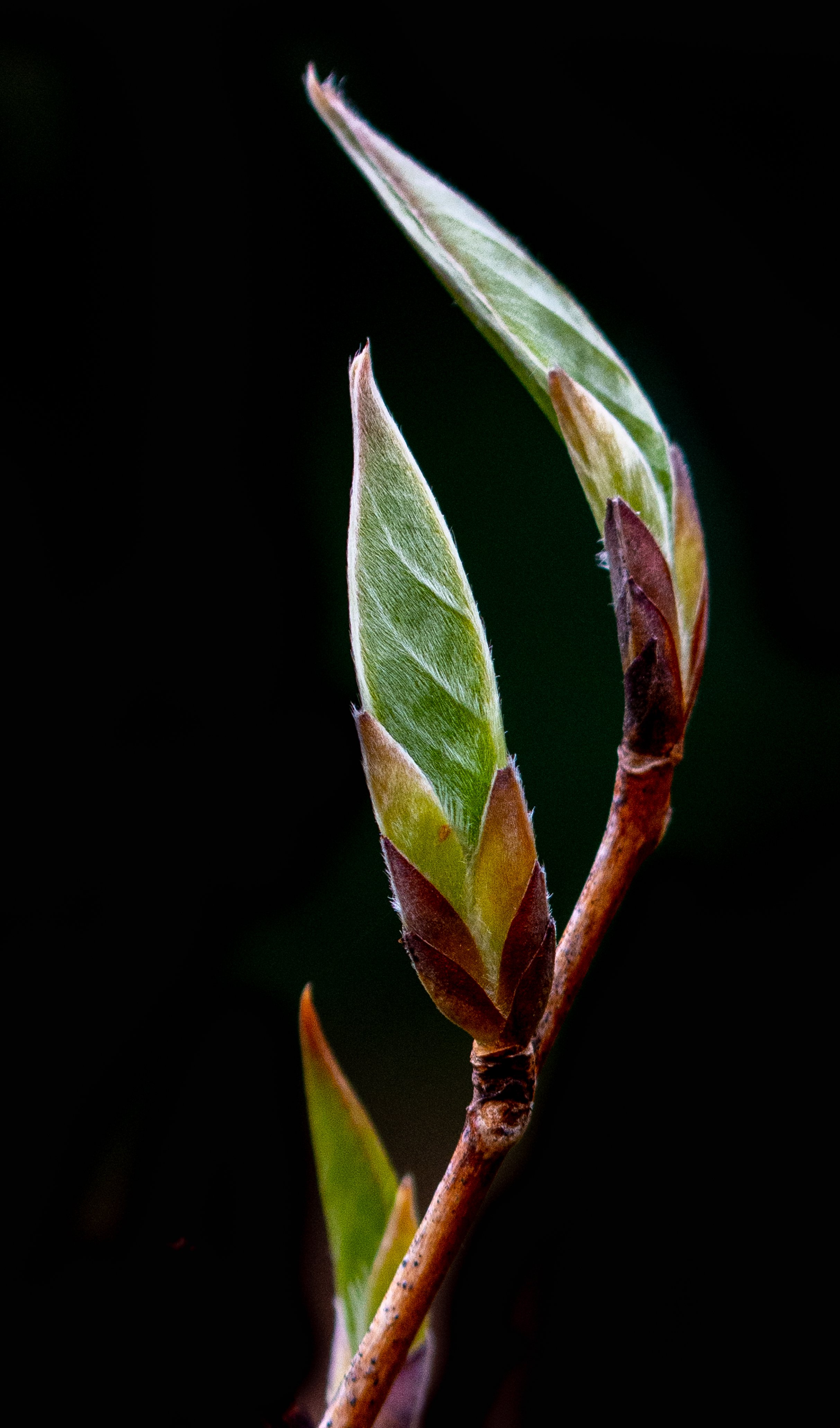 “Lighted Pods”, photography. 11 in x 14 in