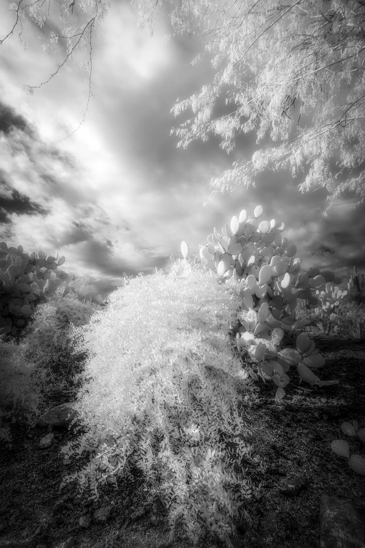Sherri Mabe - 
Colorado. "Quiet Radiance"
Archival Pigment
12 x 18 in