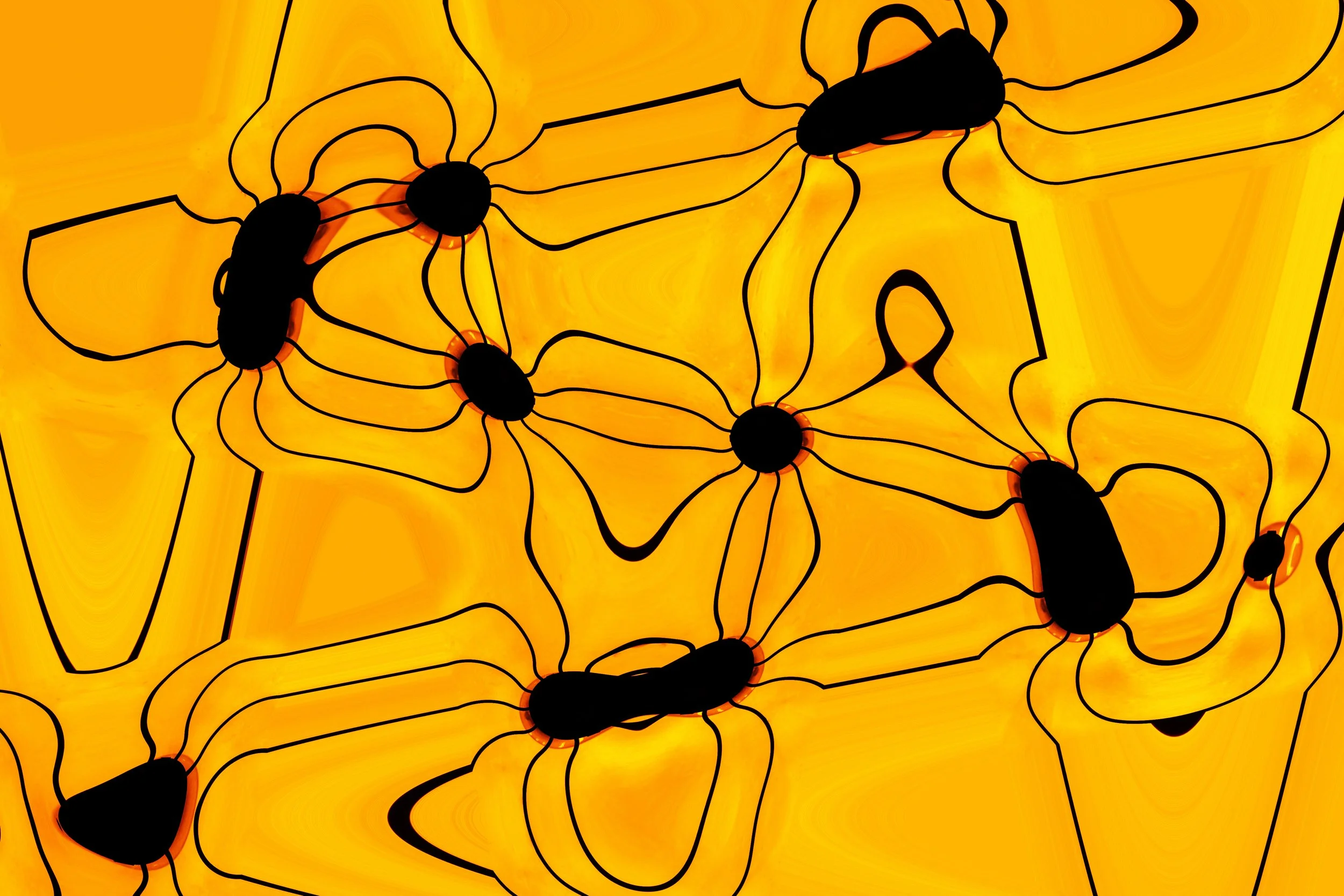 Gerrit van Ommering - Gold River, California - “Glue Bug Network” 
Photography, Digital Alteration, Archival Pigment Print
20 x 20 in