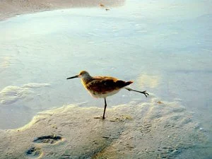 Karen Safer - 

Playa del Rey, California. "Skating Sandpiper Bonita Beach" 
Photography - Archival Pigment Print
20 x 15 in