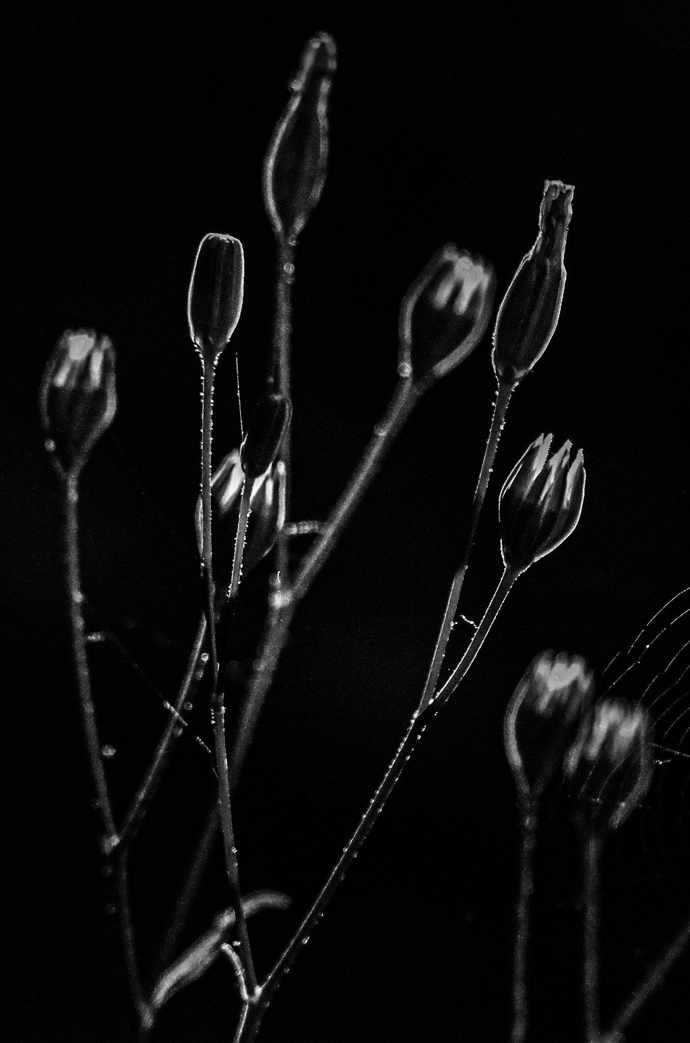 John McCluskey -
Connecticut. “Budding”
Photography
10 x 8 in