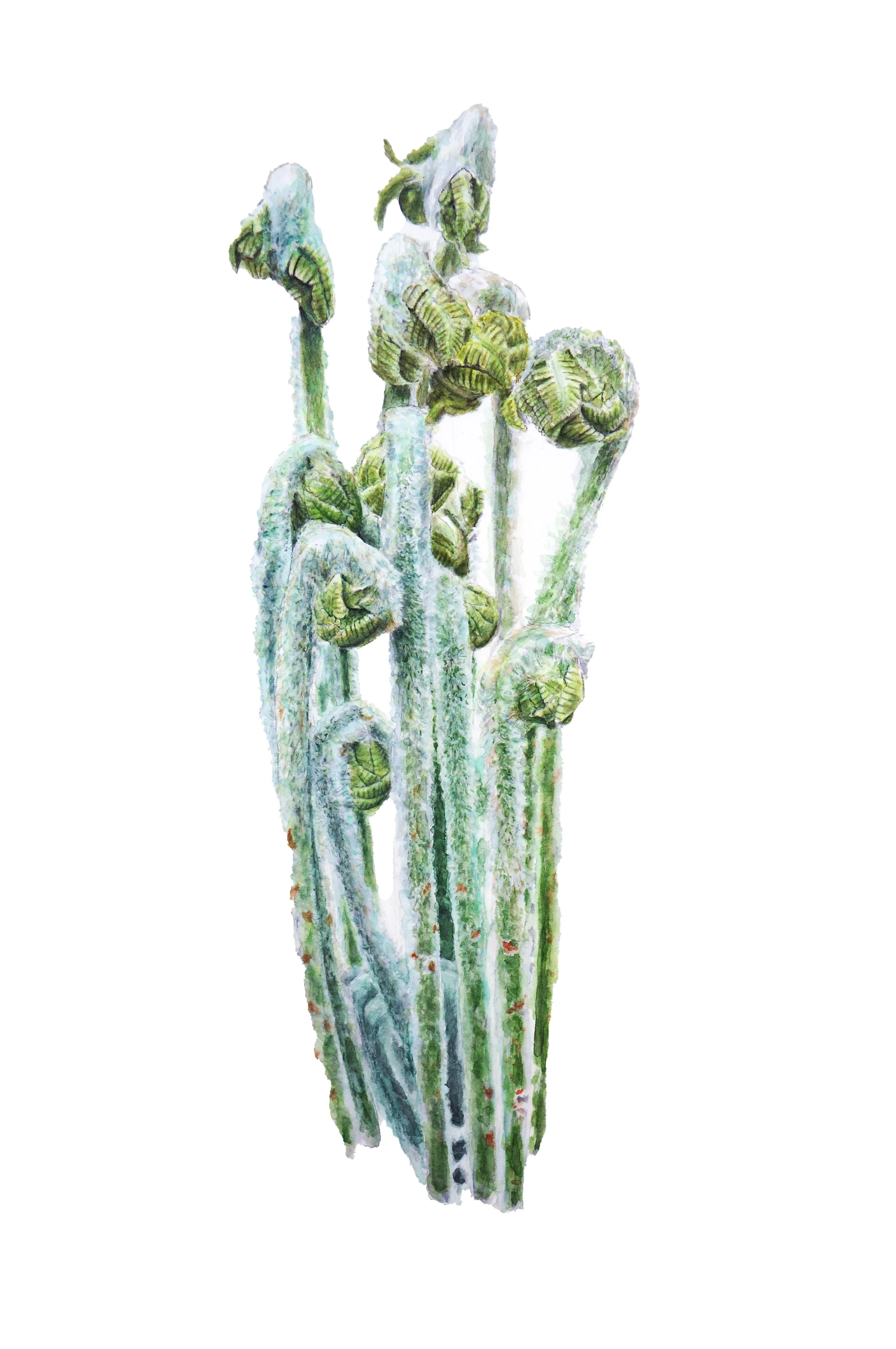 “HAIRY FERNS”, 2025 BY KELANIE CHAPDELAINE
8 IN X 10 IN, WATERCOLOR
AVAILABLE FOR PURCHASE: $600
-
LOCATION: FRONTENAC, QUEBEC (CANADA)
HTTPS://WWW.ILLUSTRATIONBOTANIQUE.COM