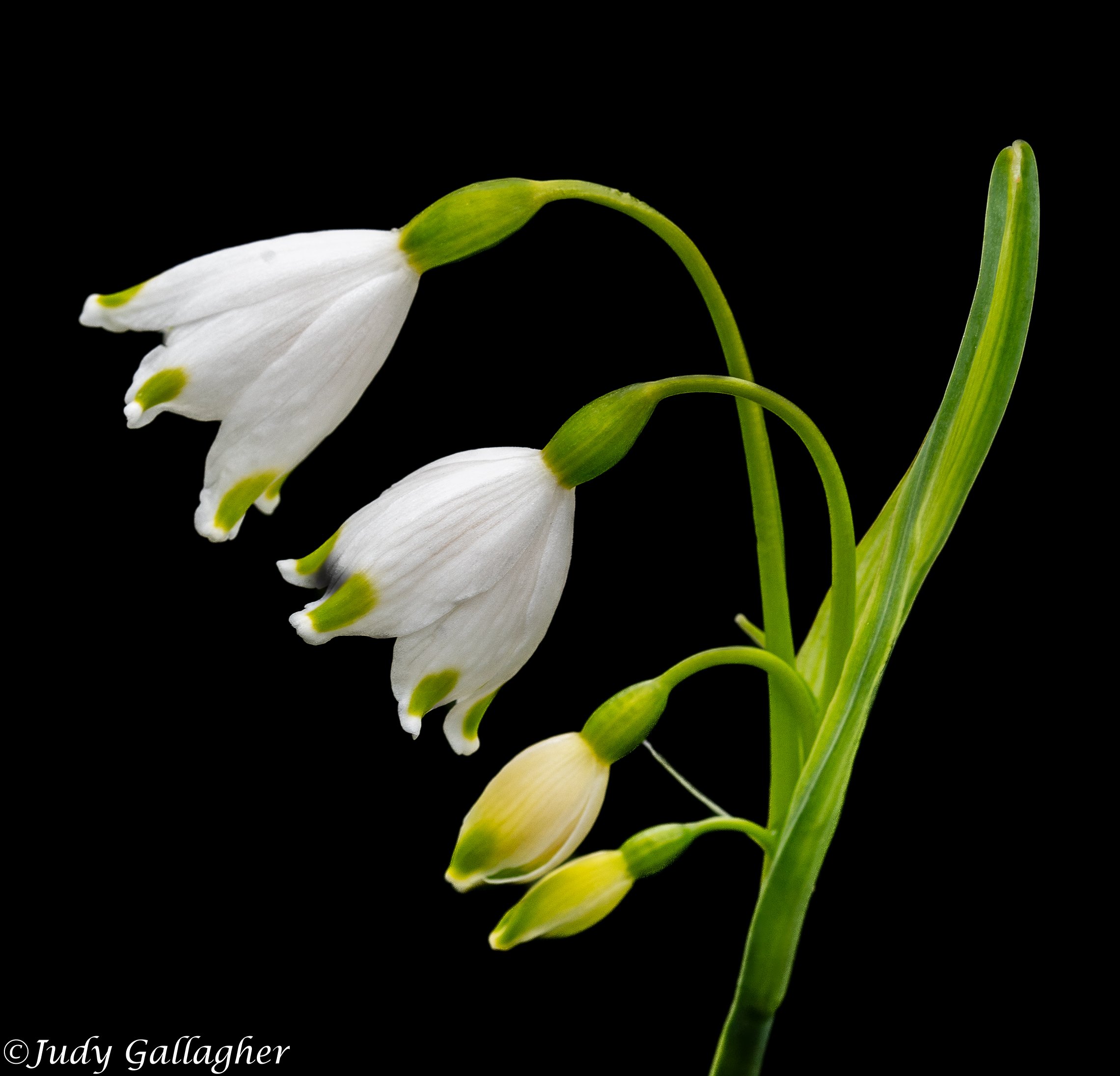 “Summer Snowflake”, photography. 11 in x 14 in