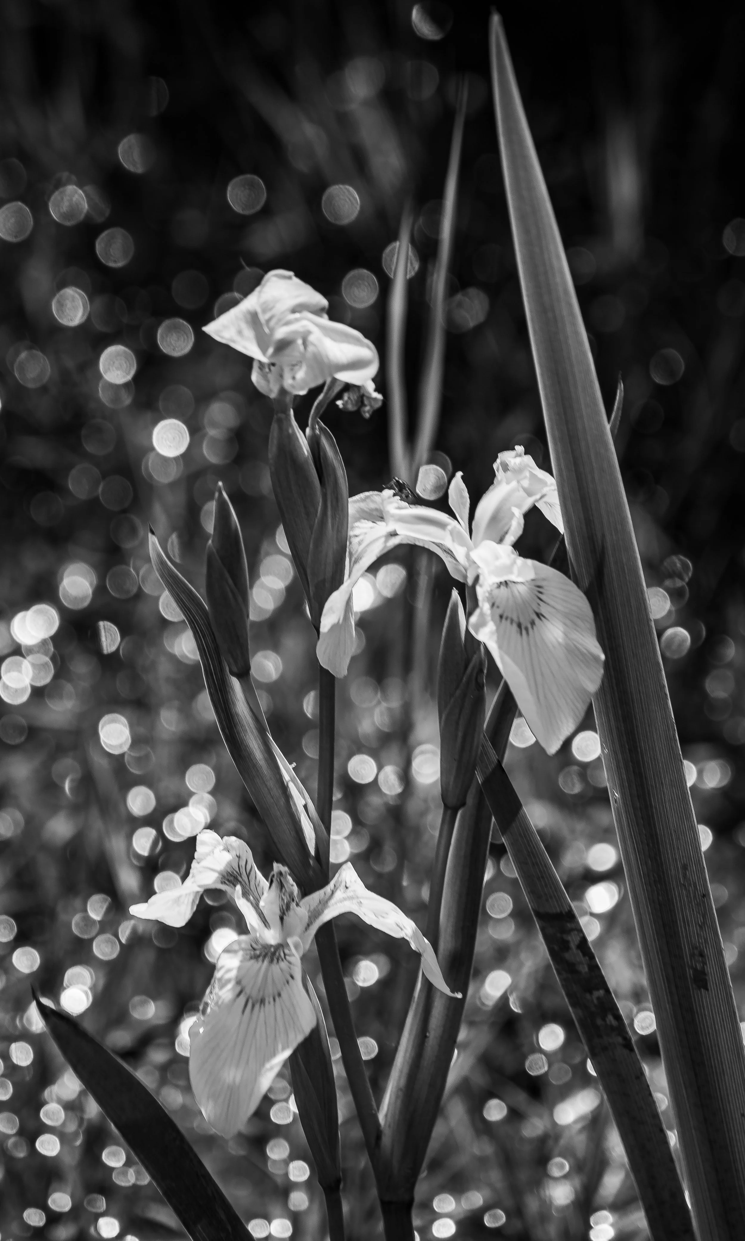 David Archibald - 
Middleport, New York. "Ditch Flower"
Archival print
13 x 19 in