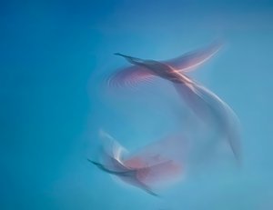 Arthur E. Jacoby - 

Florida. "Soar" 
Photograph on Metal
30 x 24 in