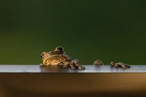 Brian Beamer -

Superior, Colorado. "Finally Made It" 
Photography
20 x 16 in