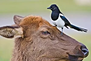 Tom Savage - 

Saginaw, Texas. 
“Magpie on Elk" 
Digital
16.2 x 12 in