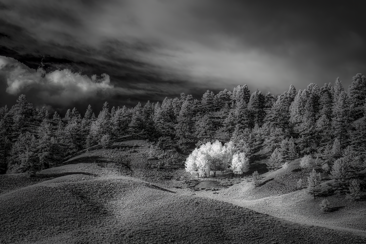 "The Nonconformists," 18in x 12in, Archival Pigment, Infrared Photography