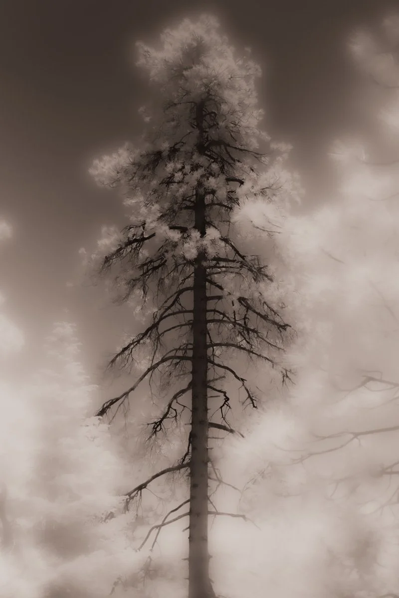 “ETHEREAL ROOTS”, 2023 BY MILENA
MOORADIAN
3487 X 5231, PHOTOGRAPHY
-
LOCATION: STUDIO CITY, CA (USA)
HTTP://INSTAGRAM.COM/CINEMILENA
