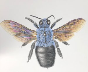 Teri Goetz - 

Millerton, New York. 
"Stained Glass" 
Colored pencil on paper
9 x 12 in