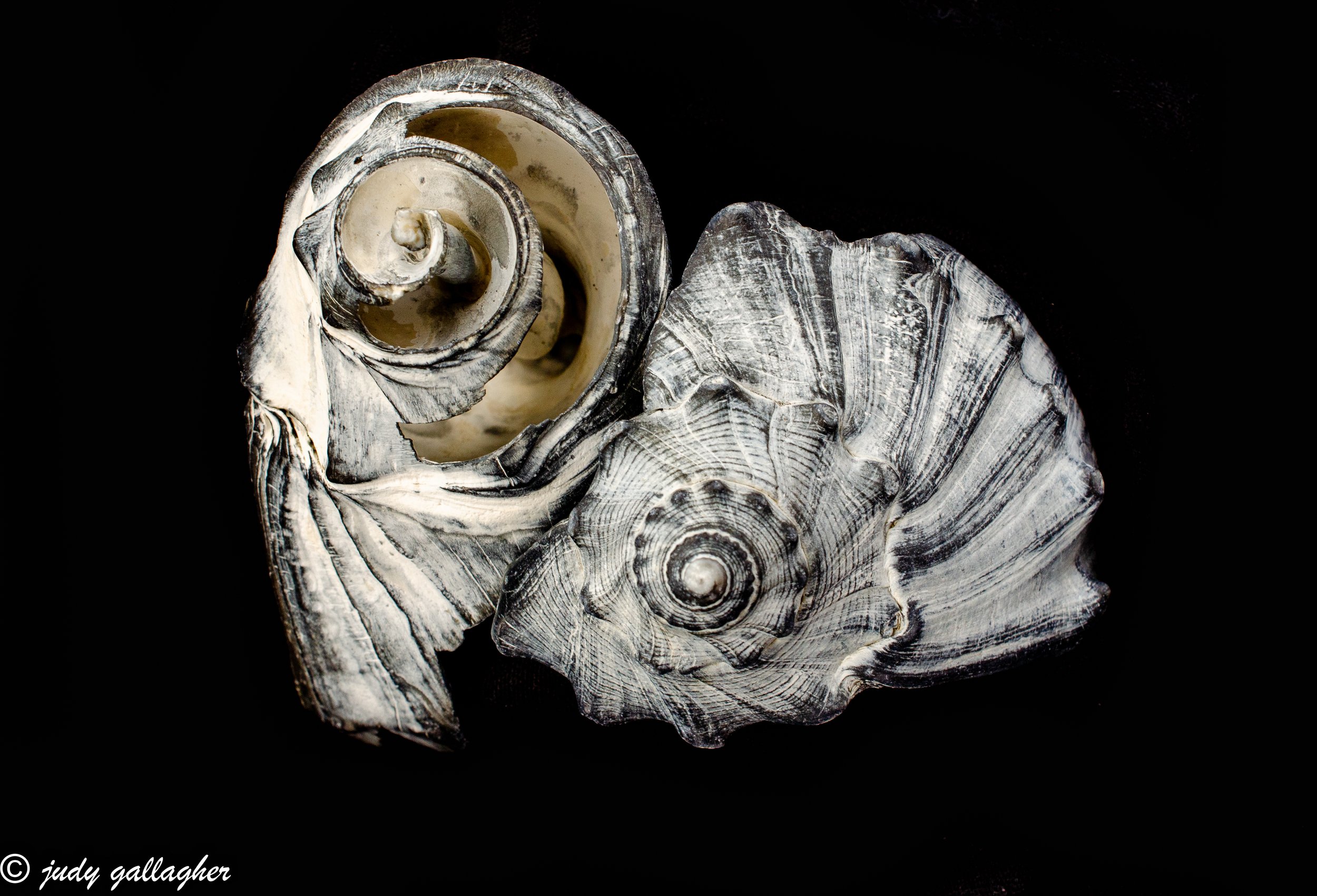 “Sea Shells”, photography. 11 in x 14 in