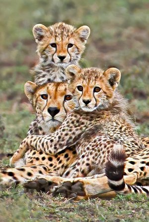 Tom Savage - 

Saginaw, Texas. “Cheetah with Two Babies" 
Digital
8.25 x 12.25 in